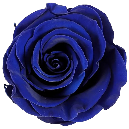 Blue Rose