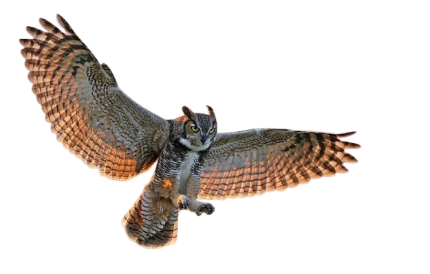 hibou